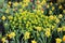 Beautiful spring flower bed with spurge, daffodils and tulips