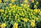 Beautiful spring flower bed with spurge or euphorbia flowers