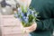 Beautiful spring flower bouquet. Delicate female hands holding a holds blue muscari flowers. Pink chest of drawers in