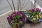 Beautiful Spring flower pots with tulips, pansies, and pussy willows,