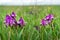 Beautiful spring flower. Wild irises blossoming, spring steppe blossoming