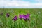 Beautiful spring flower. Wild irises blossoming, spring steppe blossoming