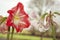 Beautiful spring flowering amaryllis - natural scenery