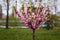 Beautiful spring flowering of pink sakura. Young cherry tree in a city park.