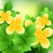 Beautiful spring flowers Celandine. Cards or your design with space for text.