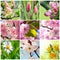 Beautiful spring flowers collage