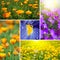 Beautiful spring flowers collage