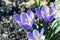 Beautiful spring flowers crocus, plural crocuses or croci is a flowering plants