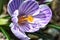 Beautiful spring flowers crocus, plural crocuses or croci is a flowering plants