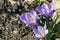 Beautiful spring flowers crocus, plural crocuses or croci is a flowering plants