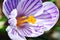 Beautiful spring flowers crocus, plural crocuses or croci is a flowering plants