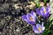 Beautiful spring flowers crocus, plural crocuses or croci is a flowering plants