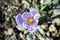 Beautiful spring flowers crocus, plural crocuses or croci is a flowering plants