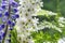 Beautiful spring flowers. An elegant branch with small white flowers next to blue Muscari or mouse hyacinth.