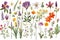 Beautiful Spring Flowers. high resolution, Isolate on white Background.