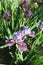 Beautiful spring flowers: iris purple large size