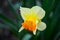 Beautiful spring flowers narcissus jonquilla, jonquil, rush daffodil