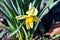 Beautiful spring flowers narcissus jonquilla, jonquil, rush daffodil