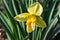 Beautiful spring flowers narcissus jonquilla, jonquil, rush daffodil