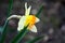 Beautiful spring flowers narcissus jonquilla, jonquil, rush daffodil