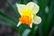 Beautiful spring flowers narcissus jonquilla, jonquil, rush daffodil