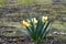 Beautiful spring flowers narcissus jonquilla, jonquil, rush daffodil