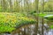 Beautiful spring flowers near pond in Keukenhof park in Netherlands