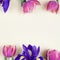 Beautiful spring flowers. red tulips and purple irises on yellow background opposite each other