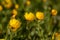 Beautiful spring flowers of spring ; Calendula arvensis