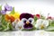 Beautiful spring flowers on a white background, pansy, viola