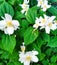 Beautiful spring flowers white jasmine flower among green leaves