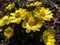 Beautiful spring flowers - yellow pheasant\\\'s eyes or false hellebores (Adonis vernalis) growing and blooming in