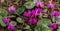 Beautiful spring group of bright pink Ð¡yclamen coum caucasicum with patterned leaves against the background of the earth. Wild Cy