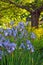 Beautiful spring iris garden