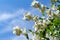 Beautiful spring jasmine flowers Philadelphus lewisii on bush with blue sky background in sunlight in garden