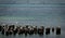 A beautiful spring landscape at the beach with a colony of birds. Swans, cormorants, gulls relaxing on the wood at the beach. La