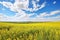 Beautiful spring landscape with blooming rapeseed field and blue sky