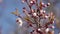 Beautiful spring landscape - blooming trees, bright pink and white flowers as background