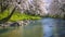 Beautiful spring landscape with blossom trees and river
