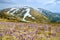 Beautiful spring landscape in Carpathians with blooming crocuses