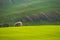 Beautiful spring landscape. Flowering trees on fields with waves - Moravian Tuscany Czech Republic