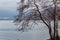 Beautiful spring landscape with lake view, birch on the shore