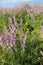 Beautiful spring Landscape Plants With Purple Flowers. Natural violet flowers background.