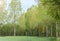 Beautiful spring landscape: poplars tree and green field on sunlight