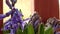 Beautiful spring Lila Hyacinthus