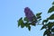 Beautiful spring lilac against the blue sky