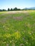 Beautiful spring meadow with wild flowers, Planinsko polje