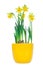 Beautiful Spring Narcissus Flowers