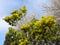 Beautiful spring nature, blooming mimosa and fruit trees