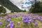 Beautiful spring nature in Romania, Europe. First purple saffron or violet crocuses blooming